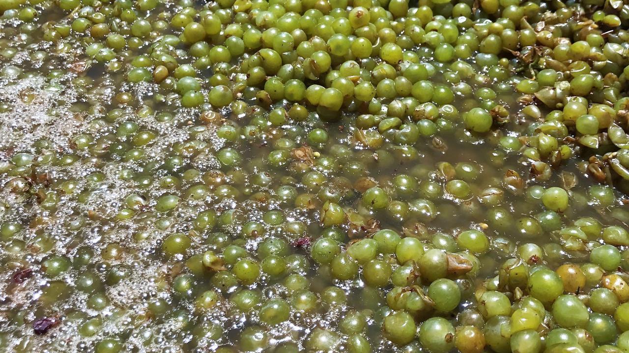 Grapes used to make chardonnay wine